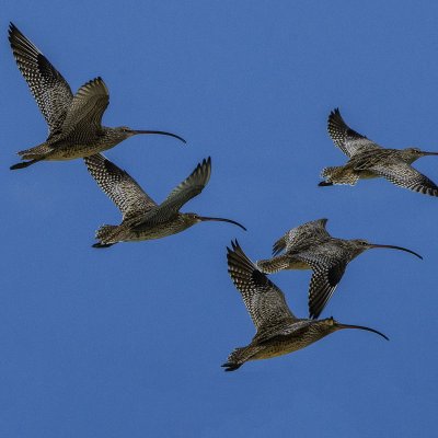 Far Eastern Curlew in flight. Photo: D.S. Hovorka.